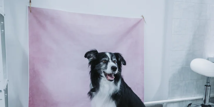 Wellness pro malé i velké psy nebo psí dentální hygiena