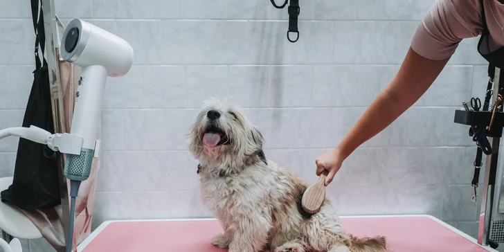 Wellness pro malé i velké psy nebo psí dentální hygiena