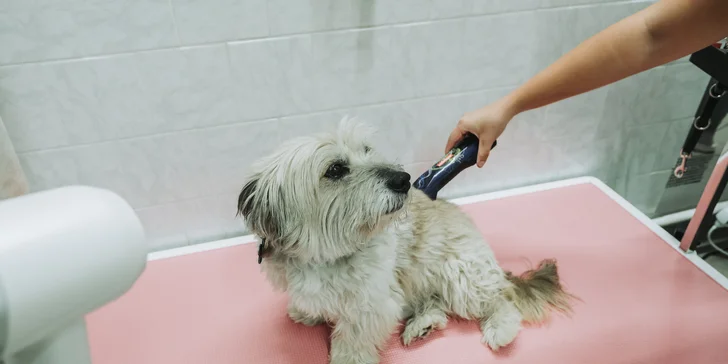 Wellness pro malé i velké psy nebo psí dentální hygiena