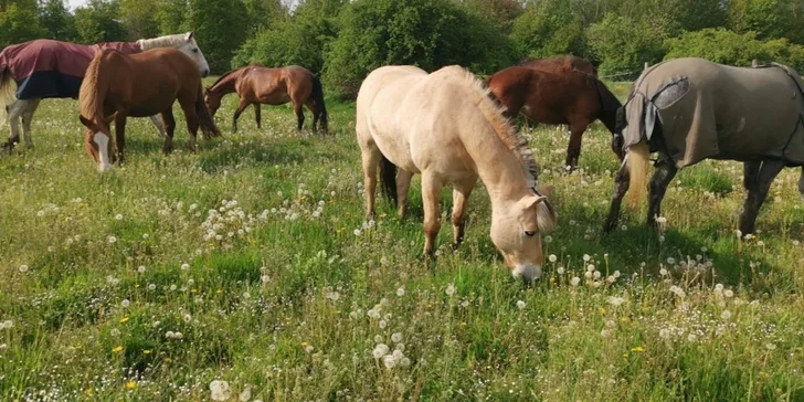 Zážitek pro malé i velké: vyjížďka na koni i na poníkovi v přírodě na ranči