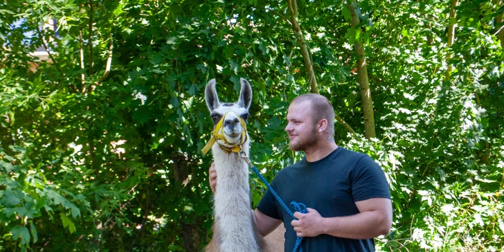 Lamatreking: procházka s lamami včetně krmení a prohlídky farmy, až pro 6 osob