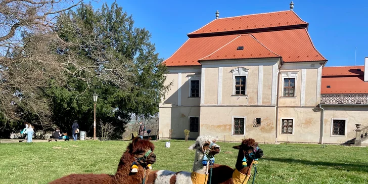 Zážitek pro milovníky zvířat – alpakatrekking na 60 minut v zámeckém parku Koryčany