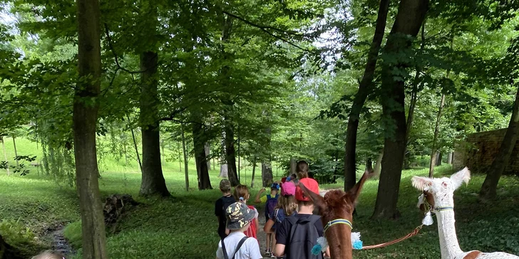 Zážitek pro milovníky zvířat – alpakatrekking na 60 minut v zámeckém parku Koryčany