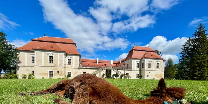 Zážitek pro milovníky zvířat – alpakatrekking na 60 minut v zámeckém parku Koryčany