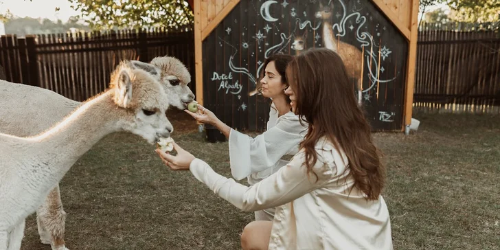 Krmení, hlazení a focení: hodinový pobyt s alpakami pro celou rodinu