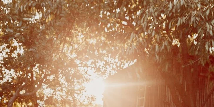 Krmení, hlazení a focení: hodinový pobyt s alpakami pro celou rodinu