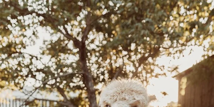 Krmení, hlazení a focení: hodinový pobyt s alpakami pro celou rodinu