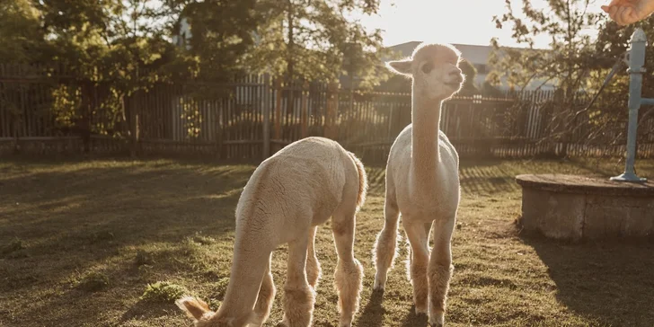 Krmení, hlazení a focení: hodinový pobyt s alpakami pro celou rodinu