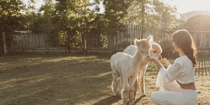 Krmení, hlazení a focení: hodinový pobyt s alpakami pro celou rodinu