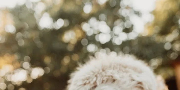 Krmení, hlazení a focení: hodinový pobyt s alpakami pro celou rodinu