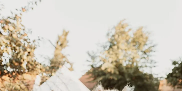 Krmení, hlazení a focení: hodinový pobyt s alpakami pro celou rodinu