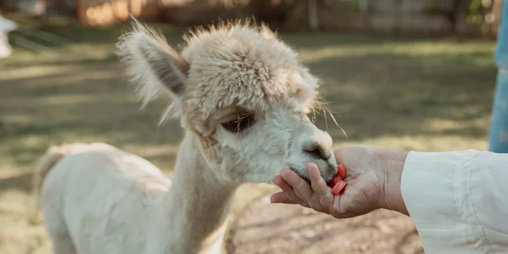 Krmení, hlazení a focení: hodinový pobyt s alpakami pro celou rodinu