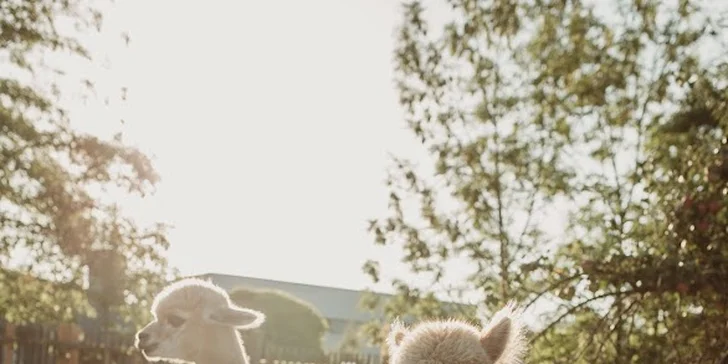 Krmení, hlazení a focení: hodinový pobyt s alpakami pro celou rodinu