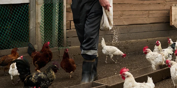 Na chvíli farmářem na Záhoří: 3 hodiny péče o zvířata a za odměnu frizzante