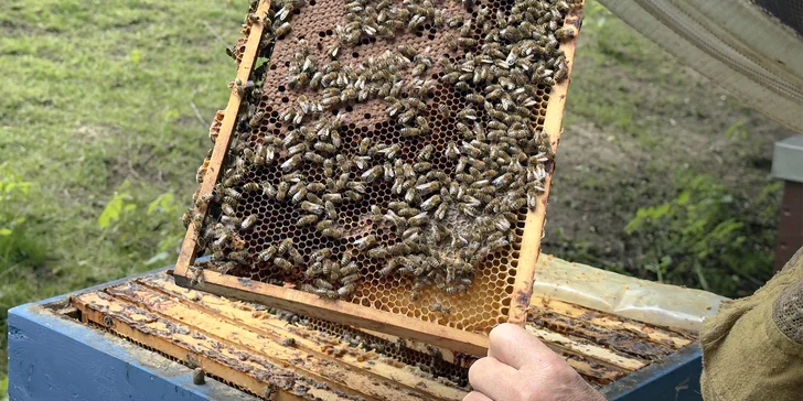 Včelařem na zkoušku: 60 minut teorie a praxe i s ochutnávkou medu