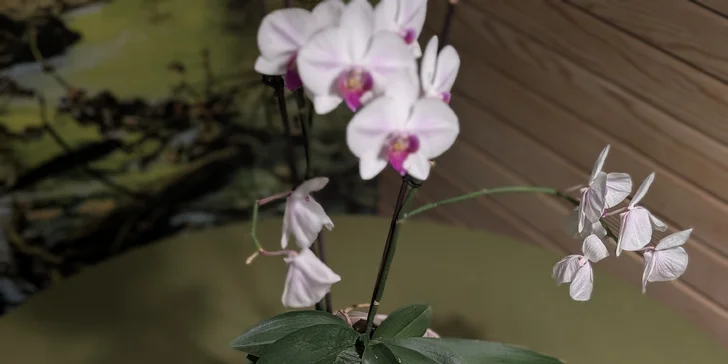 Wellness: rozlučka se svobodou nebo zážitkový teambuilding vč. saunového rituálu, 180 minut