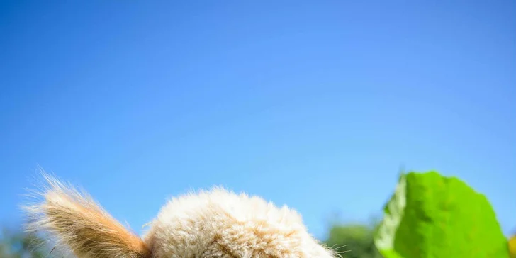 Krmení, hlazení a focení: hodinový pobyt s alpakami pro celou rodinu