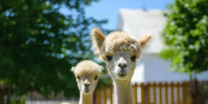 Krmení, hlazení a focení: hodinový pobyt s alpakami pro celou rodinu