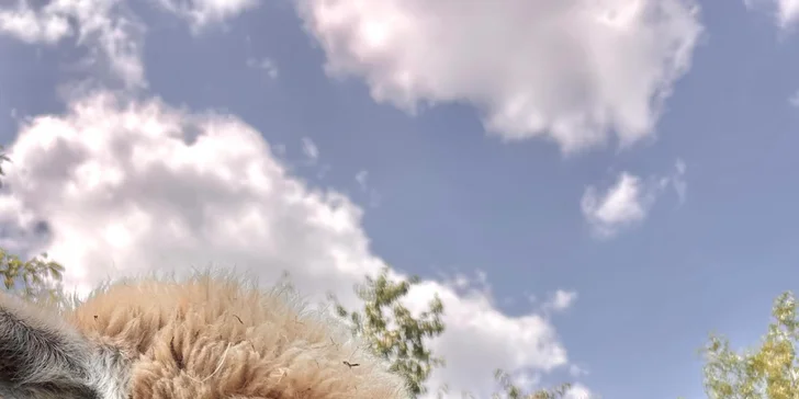 Krmení, hlazení a focení: hodinový pobyt s alpakami pro celou rodinu