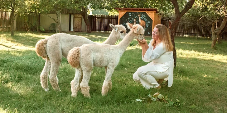 Krmení, hlazení a focení: hodinový pobyt s alpakami pro celou rodinu