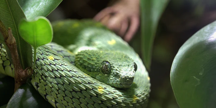 Afrika ve Dvoře Králové: bungalov v kempu, snídaně, neomezený vstup do safari i vířivka