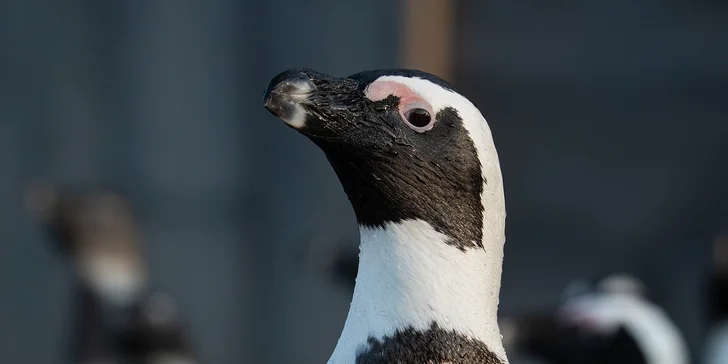 Afrika ve Dvoře Králové: bungalov v kempu, snídaně, neomezený vstup do safari i vířivka
