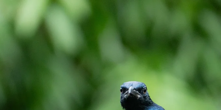 Afrika ve Dvoře Králové: bungalov v kempu, snídaně, neomezený vstup do safari i vířivka