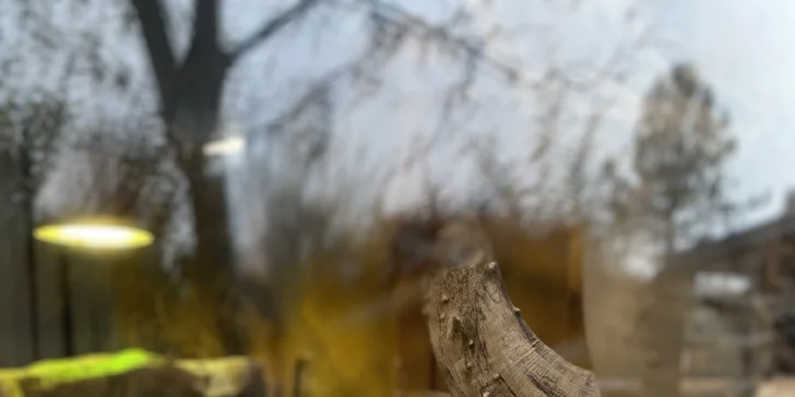 Afrika ve Dvoře Králové: bungalov v kempu, snídaně, neomezený vstup do safari i vířivka