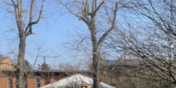 Afrika ve Dvoře Králové: bungalov v kempu, snídaně, neomezený vstup do safari i vířivka