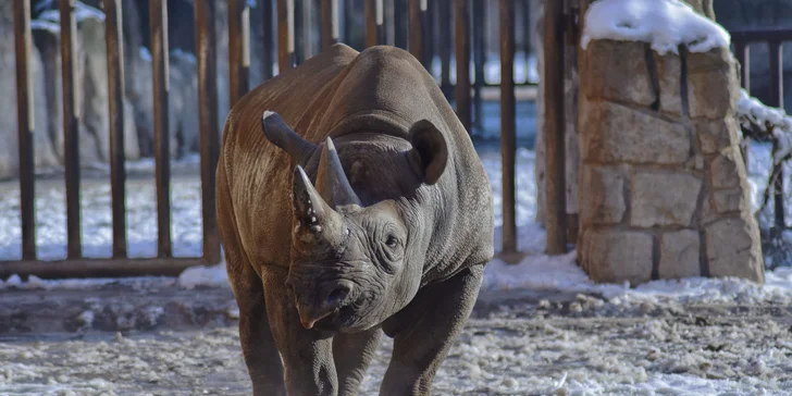 Afrika ve Dvoře Králové: bungalov v kempu, snídaně, neomezený vstup do safari i vířivka