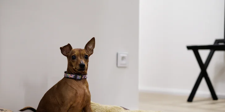 Luxusní apartmány v Mladé Boleslavi: možnost snídaně i apartmá s vlastním střešním wellness