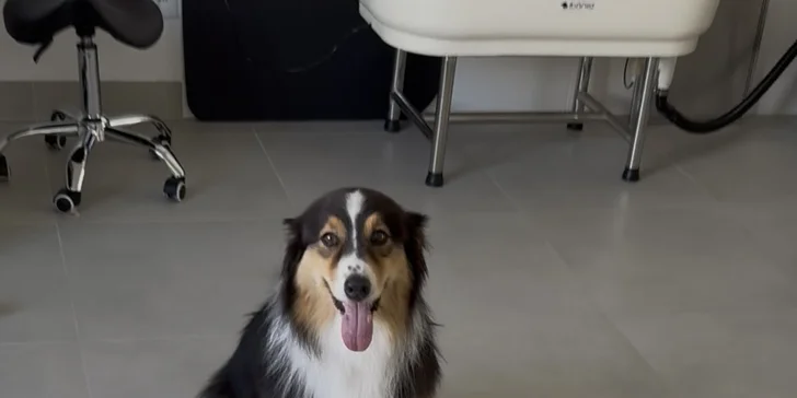 Dopřejte svému psovi wellness: ozonoterapie, maska proti línání i kompletní péče