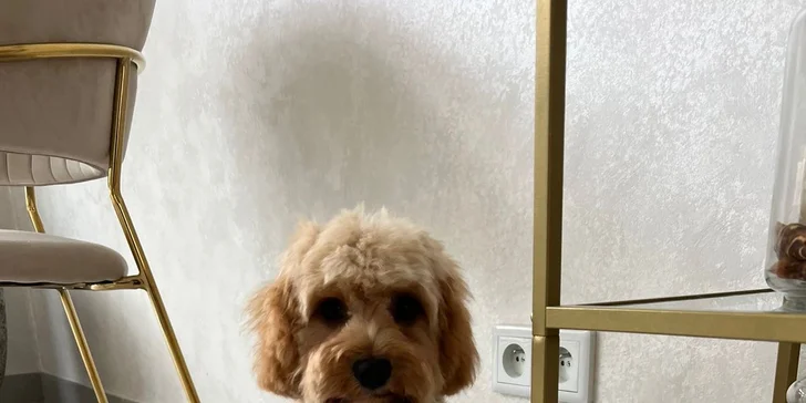 Dopřejte svému psovi wellness: ozonoterapie, maska proti línání i kompletní péče