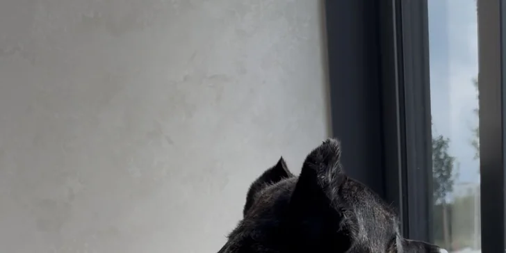 Dopřejte svému psovi wellness: ozonoterapie, maska proti línání i kompletní péče