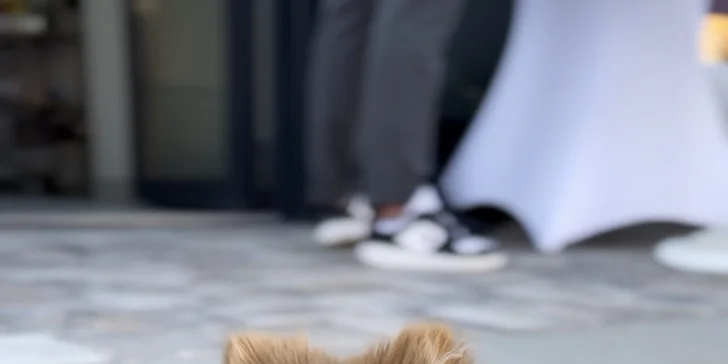 Dopřejte svému psovi wellness: ozonoterapie, maska proti línání i kompletní péče