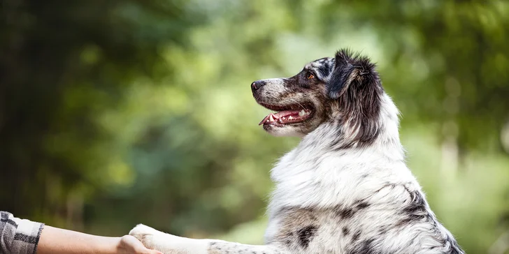Focení psů: portréty nebo s páníčkem, možno vyfotit i více pejsků, 5 fotek i odměna pro chlupáče