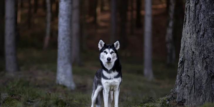 Focení psů: portréty nebo s páníčkem, možno vyfotit i více pejsků, 5 fotek i odměna pro chlupáče
