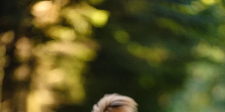 Focení psů: portréty nebo s páníčkem, možno vyfotit i více pejsků, 5 fotek i odměna pro chlupáče