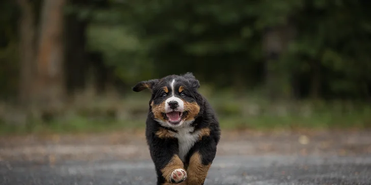 Focení psů: portréty nebo s páníčkem, možno vyfotit i více pejsků, 5 fotek i odměna pro chlupáče
