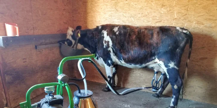 Staňte se na den farmářem: prohlídka farmy, krmení zvířat i dojení krav, 5 hodin