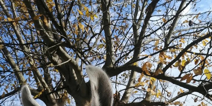 Procházka s lamou k zámku Dívčí Hrad: hodinový zážitek pro 2-4 osoby