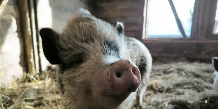 Procházka s lamou k zámku Dívčí Hrad: hodinový zážitek pro 2-4 osoby