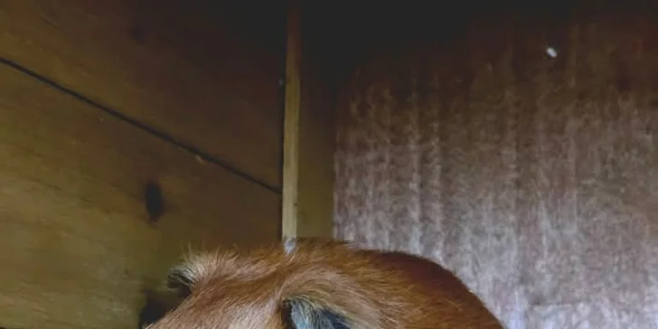 Staňte se na den farmářem: prohlídka farmy, krmení zvířat i dojení krav, 5 hodin