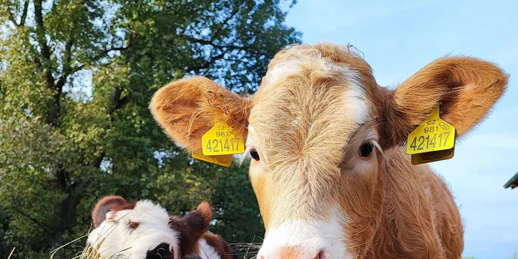 Staňte se na den farmářem: prohlídka farmy, krmení zvířat i dojení krav, 5 hodin