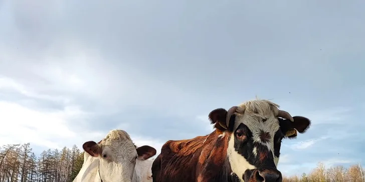 Procházka s lamou k zámku Dívčí Hrad: hodinový zážitek pro 2-4 osoby