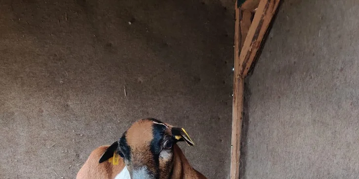 Staňte se na den farmářem: prohlídka farmy, krmení zvířat i dojení krav, 5 hodin