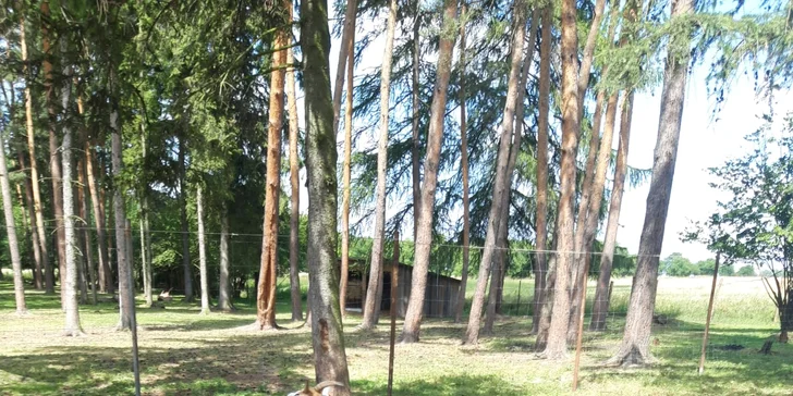 Staňte se na den farmářem: prohlídka farmy, krmení zvířat i dojení krav, 5 hodin