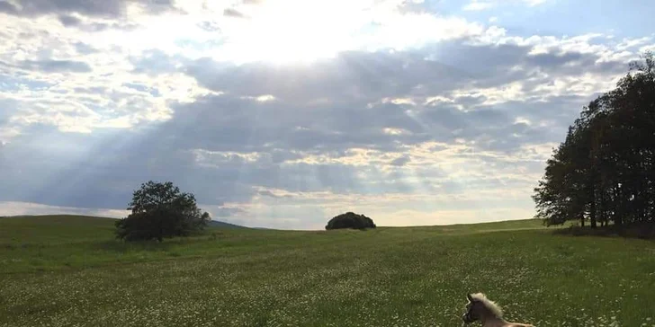 Staňte se na den farmářem: prohlídka farmy, krmení zvířat i dojení krav, 5 hodin