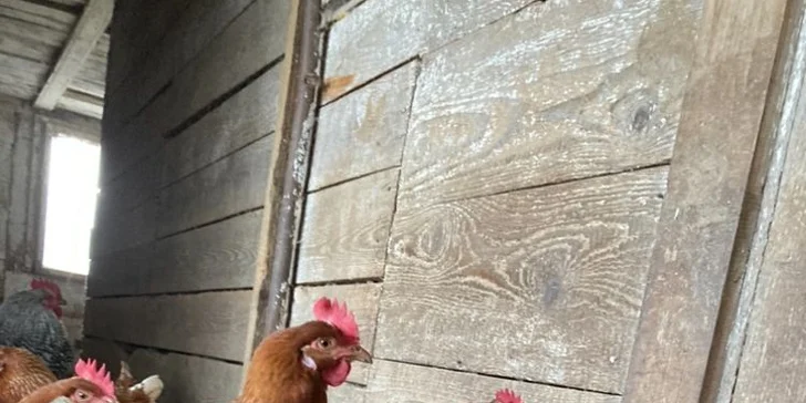 Staňte se na den farmářem: prohlídka farmy, krmení zvířat i dojení krav, 5 hodin