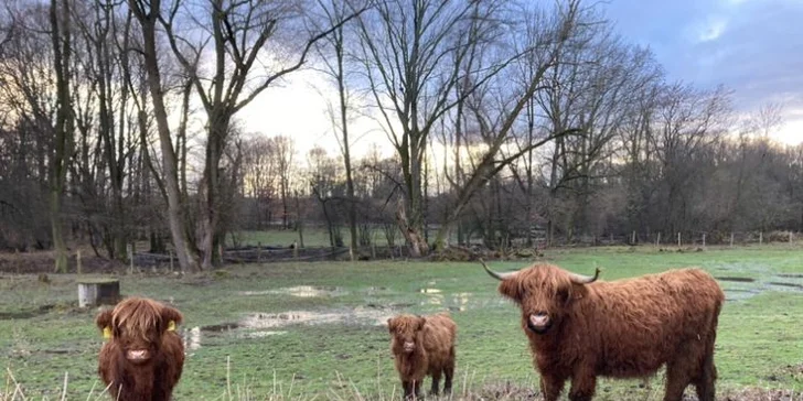 Staňte se na den farmářem: prohlídka farmy, krmení zvířat i dojení krav, 5 hodin